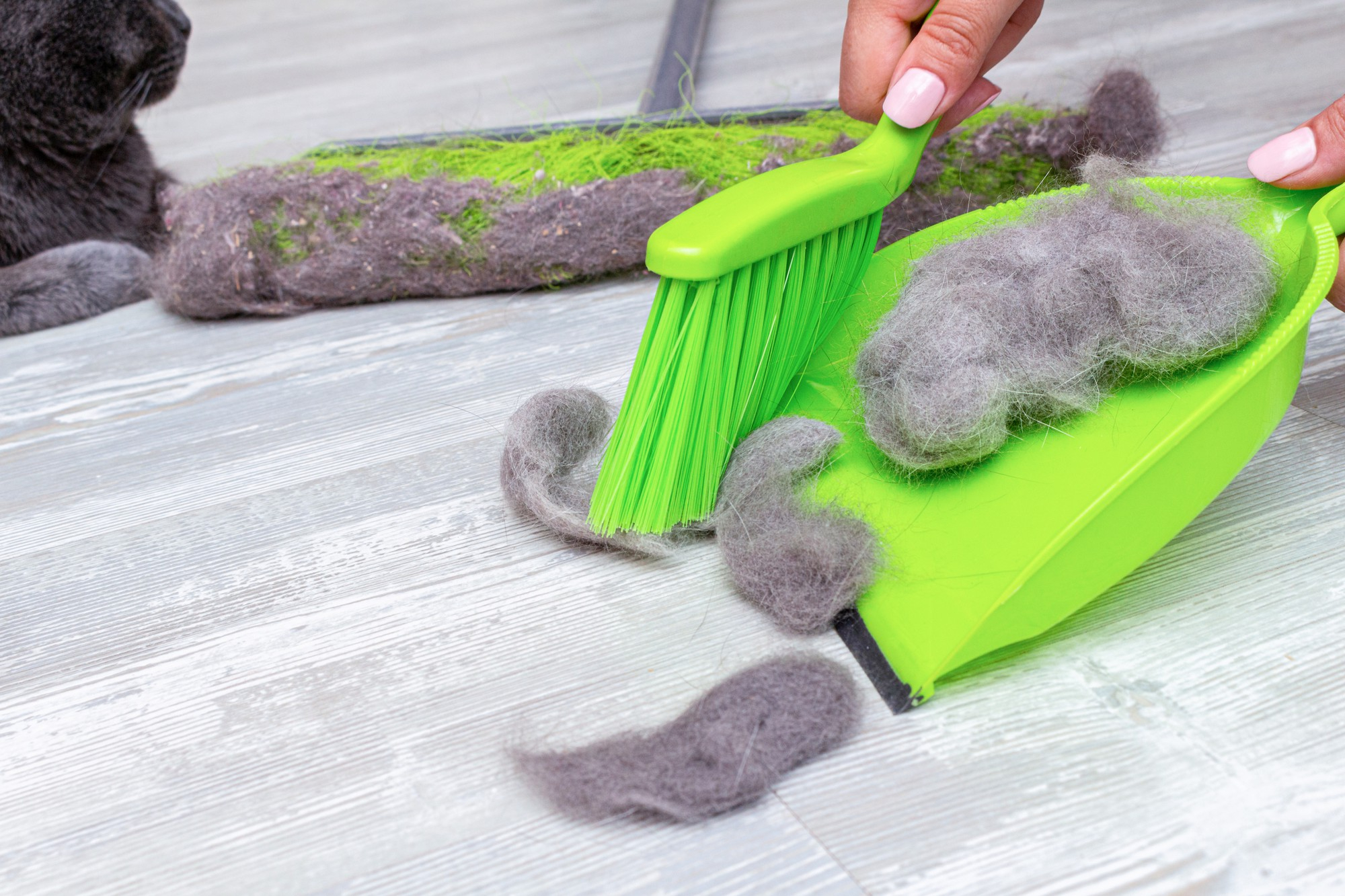 Pet hair removal from floor before professional cleaning in Tampa FL