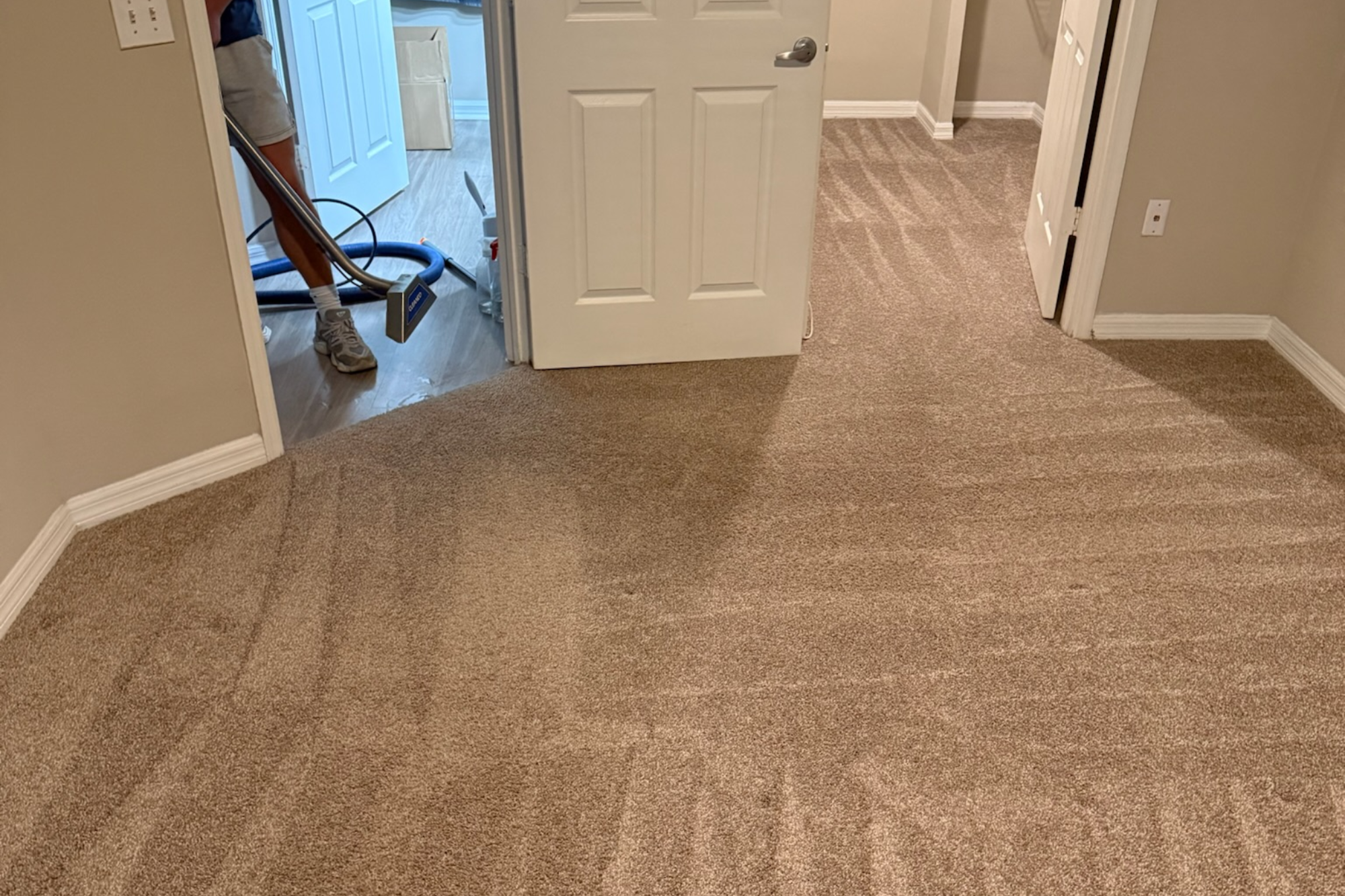 Professional carpet vacuuming before deep carpet cleaning in Tampa FL