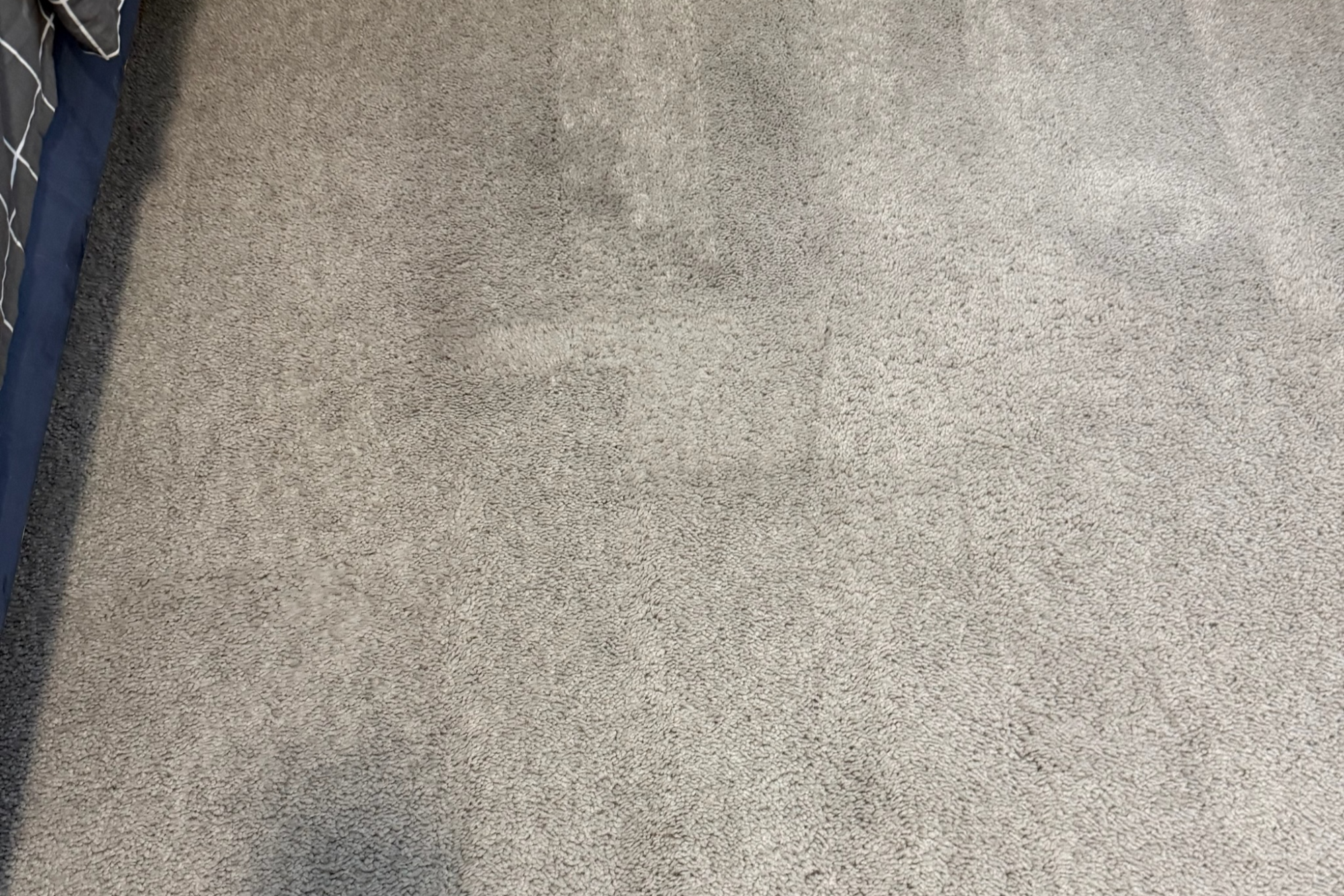 Pet hair removal from floor before professional cleaning in Tampa FL